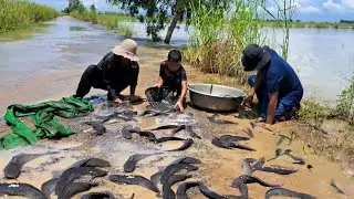 best hand fishing - catching a lot of fish on the road when flood at field by hand skill