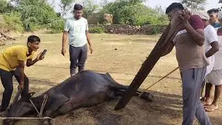 Correction of Rt side Uterine Torsion//भैंस के बच्चेदानी की आटी का इलाज//