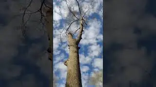 Big water oak dropped #Tree #bigtree #oaktree #treelife #arborist #dropzone
