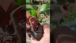 Gzen e seus aprendizado@
