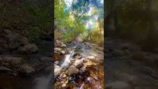 Forest Creek Reflections - Calm Water & Sunlit Canopy Ambience