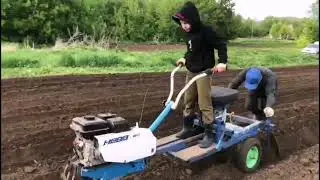 Посадка картофеля 2025 г.