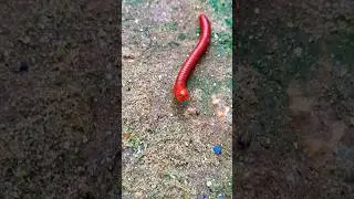 Red Millipede Worm -145वां