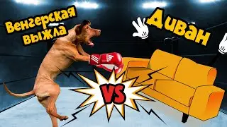 Венгерская Выжла vs Диван - видео о том, как антивандальная ткань вам не поможет