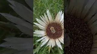 Bombo su Carlina acaulis