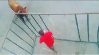 Man vs Bull
