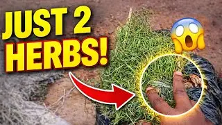 This Is How Real Herbalists Buy Herbs | Just 2 Herbs Matters