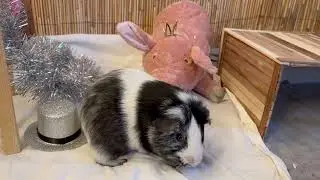Guinea pig music | Happy new guinea pig year