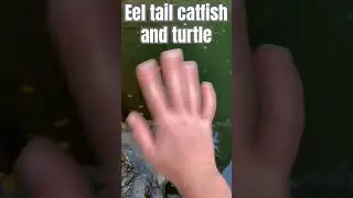 Eel tail catfish and turtle #fishingvideo #fish #fyp #foryoupage
