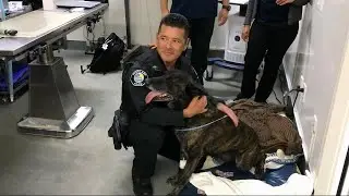 K-9 Honored Post-Surgery After Losing Teeth While Taking Down Suspect
