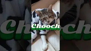 Crazy, wild cat having a play date with a bottle cap!