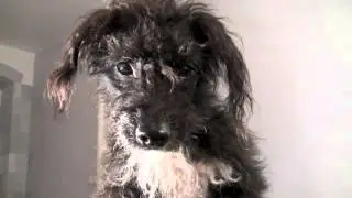Filmhund Flappi und ein Tag auf der Film-Tier-Ranch!