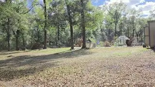 Greenhouse/garden hazard tree removal.