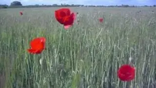 LAGUNARROTA PRIMAVERA