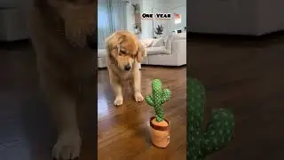 One Month to One Year golden retriever transformation #feed #transformation #dog #puppy #love #cute