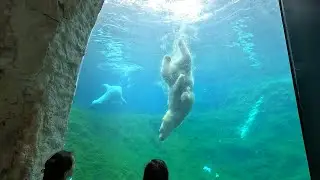 Polar bears diving at Pairi Daiza