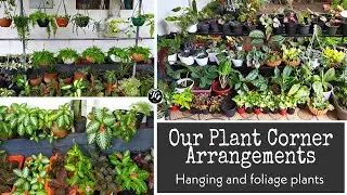 Plant corner arrangements | foliage plants | hanging plants
