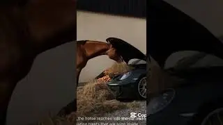 #horse#car#poshe#horsefood#porche#wildlife#likeandsubscribe