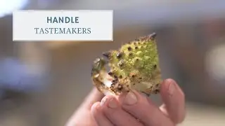 Handle, a Chef Owned Restaurant in Park City, Utah