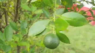 Small Oranges in Purulia 