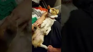 Worlds most chill Corgi!! Super snuggles.
