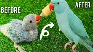 22 Day To 70 Day Baby parrot Growth Stages 💞 #viralvideo #trending #birds #parrot