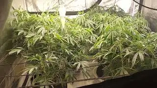 Veg befor light schedule change for flower