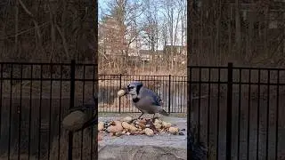 Blue Jays are very vocal this morning and they love peanuts