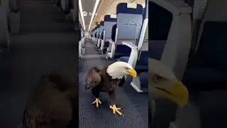 🦅 The Bald Eagle That Saved a Train | Incredible Animal Rescue Story