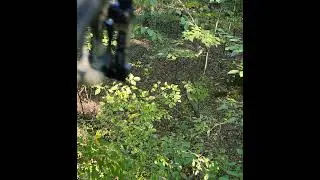 #bowhunting #coyote #mfkgamecalls #predatorhunting #poundtown