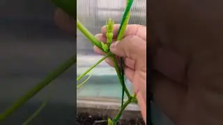 Remove butternut squash Suckers for faster production ! #squash #gardening #garden