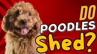 Do Poodles Shed? | All You Need to Know About Poodle Shedding 🐩