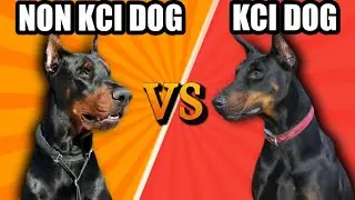 Why Should Buy Non Kci Dog | Non Kci Dogs Are Better | Don't Buy Kci Dog | Dogs Junction.