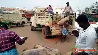 First quality Beetroot for exports  - Oddanchatram Vegetable Market