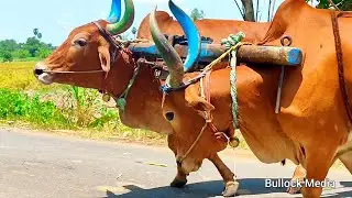 bullock cart ride | bullock heavy load ride | bullock media