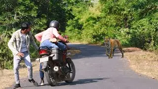 ROYAL BENGAL TIGER ATTACK IN FOREST🌲 | TIGER ATTACK VIDEO STORIES