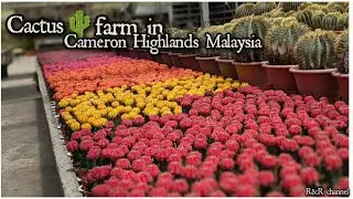 CACTUS FARM IN CAMERON HIGHLAND MALAYSIA 4K @rrchannel6665​