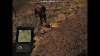Dogs in theHunter!
