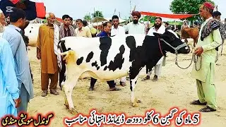  Today Gondal Mandi latest update 4 Aug 2025!Low Prices MilkingCows!Cattle farming in Pakistan!#cow 