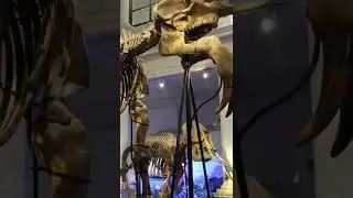 Museum in Bucharest