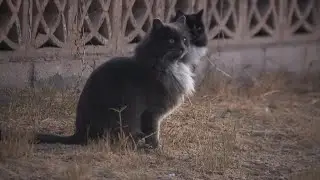 A community of cats in Las Vegas is facing demolition, now there&rsquo;s a push to save them