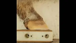 Episode 6 - The role of macrominerals in hoof health