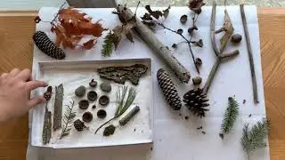 Nature Shadow Boxes