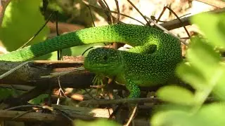 Western Green Lizard ~ Males & Females Herping Italy / Smaragdhagedissen Itali&euml;