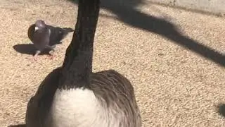 I wish I knew geese language