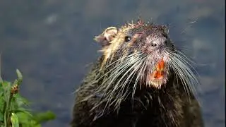Beaver sound effect, beaver calling, the natural animal sounds, beaver noises, free download, HQ.