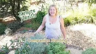Companion planting in an organic herb garden