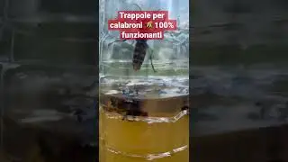 Trappole per calabroni 🐝 100% funzionanti