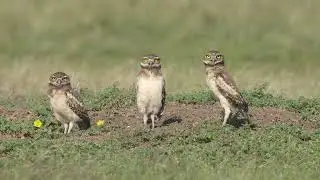 Dogs & Owls