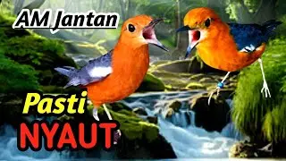 Anis Merah Mastering Sound | Professional Bird Training Audio